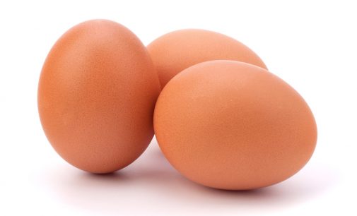 Five Important Facts about Egg You Must Know