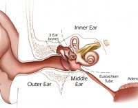 How To Cure Tinnitus With Help Of Home Remedies?