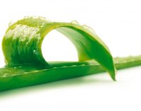 How Aloe Vera Cosmetics Keeps you Young and Beautiful