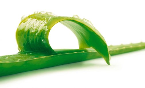 How Aloe Vera Cosmetics Keeps you Young and Beautiful