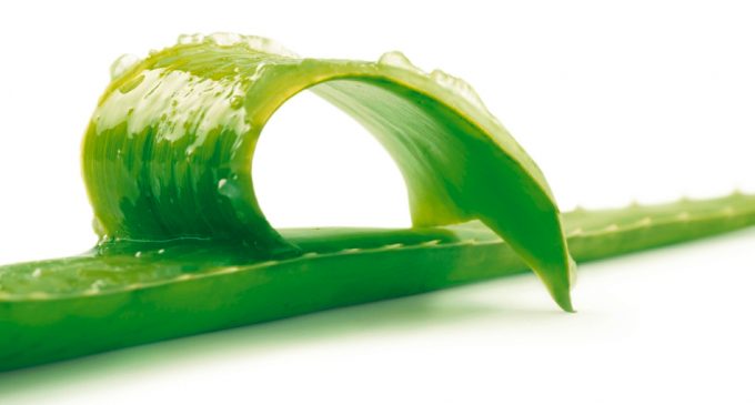 How Aloe Vera Cosmetics Keeps you Young and Beautiful