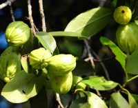 How to Lose your Weight Through Zenwei Garcinia Cambogia Diet?