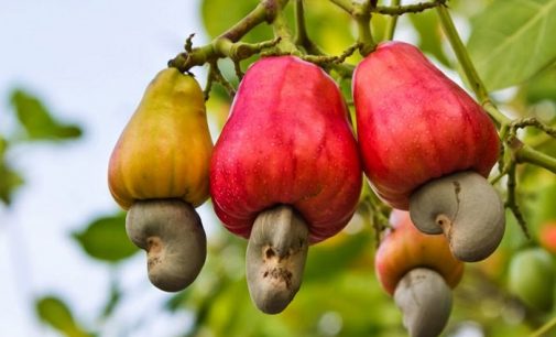 How Cashew Apple Juice Helps in Burning Fat?