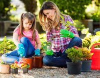 5 Interesting Methods to Purify the Air in Your Home with Herbs